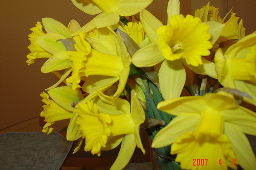 Daffodils1