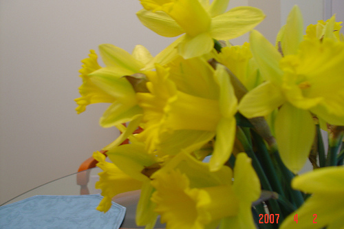 Daffodils2