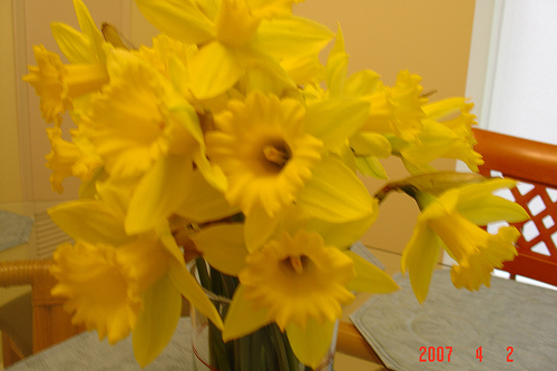 Daffodils3