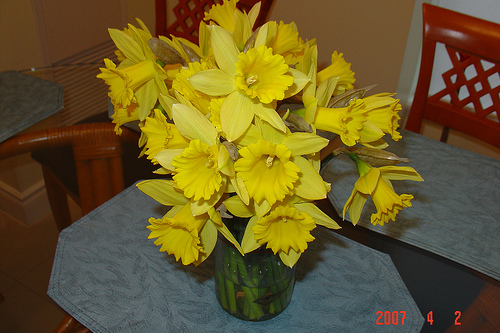 Daffodils4