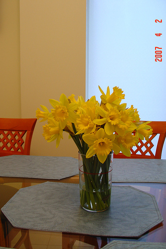 Daffodils5