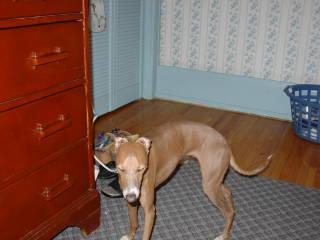 Dog1