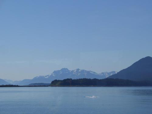 end of hump back whales