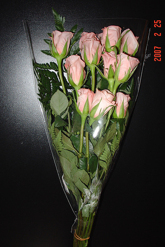 pink roses1