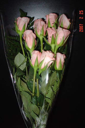 pink roses2