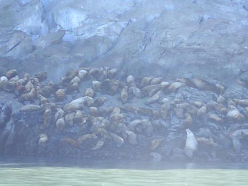 thousands of sea lion